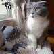 Custom Cat Doll 3D Cross Stitch Animal Sewing Pattern from Your Photos PDF